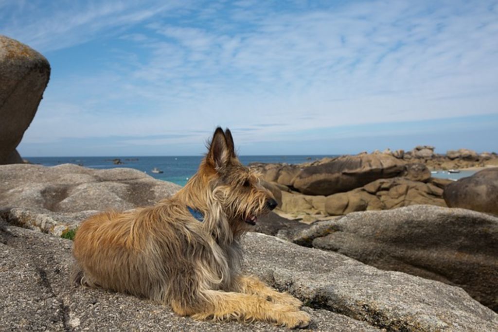berger de picardie &agrave; la mer