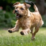 border terrier
