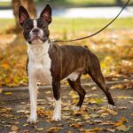 boston terrier