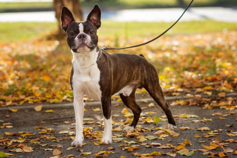 Boston Terrier