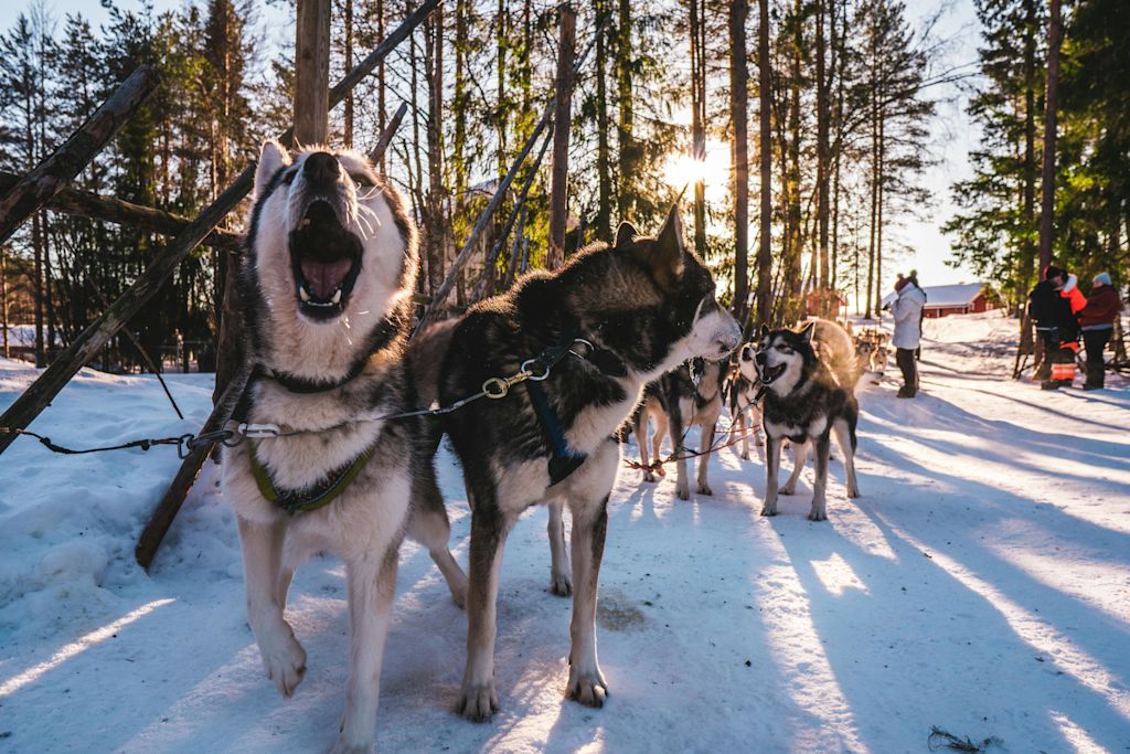 Husky