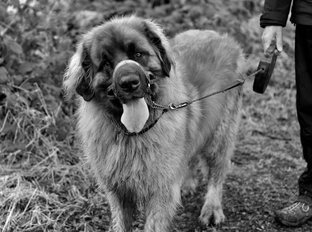 Leonberg