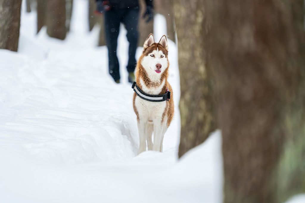 Malamute d'Alaska