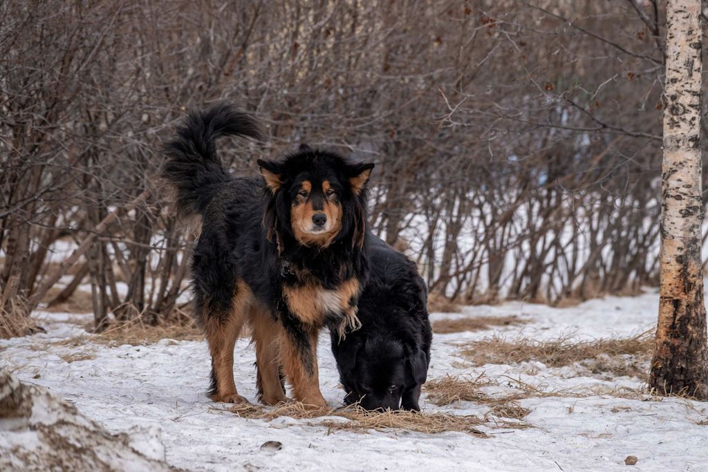 Mastiff