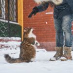 Norvégien sous la neige