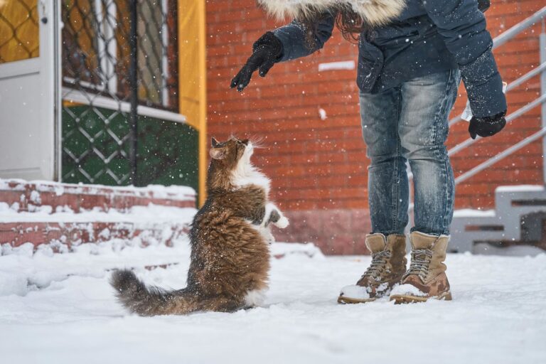 Races de chats ne craignant pas le froid