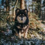 Spitz-Loup