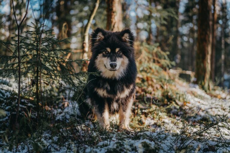 Races de chiens qui supportent le froid