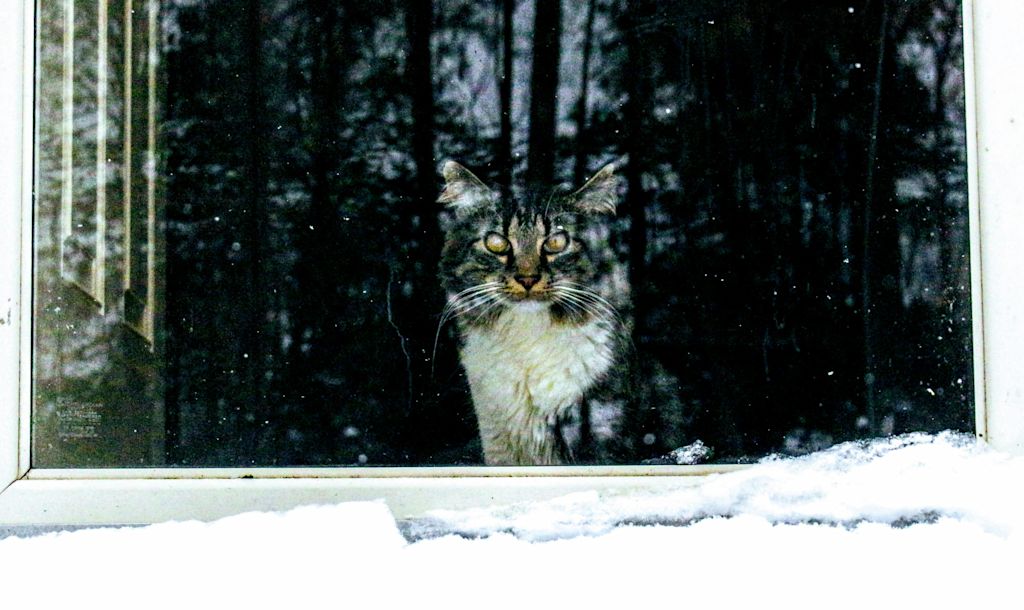 Maine Coon