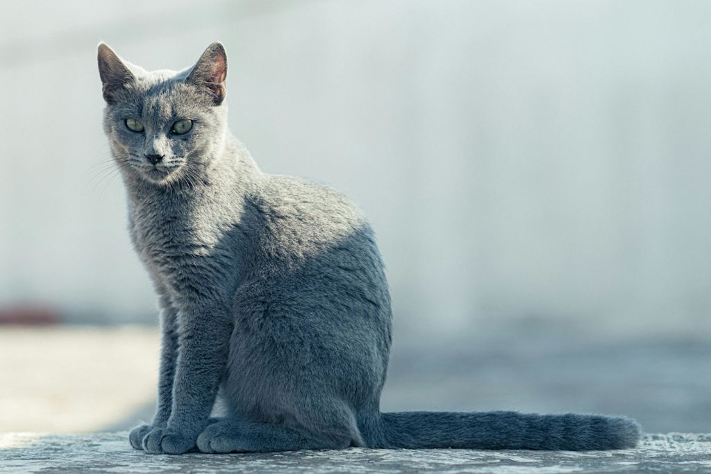 Bleu Russe
