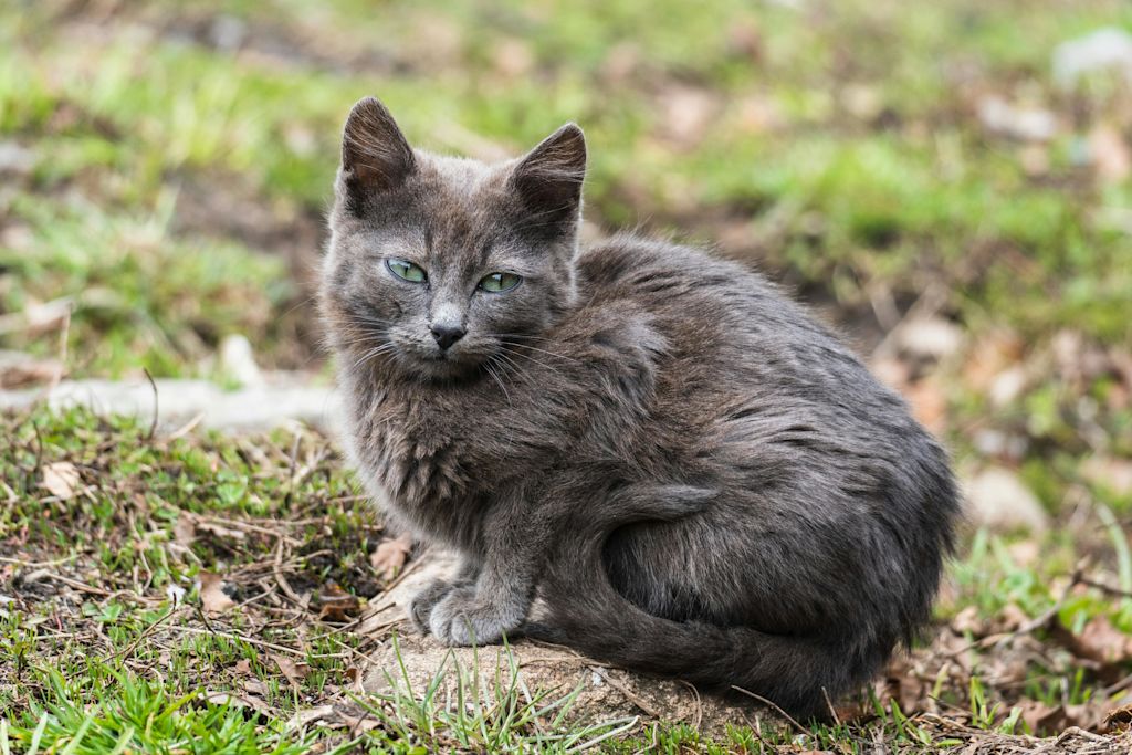 Nebelung