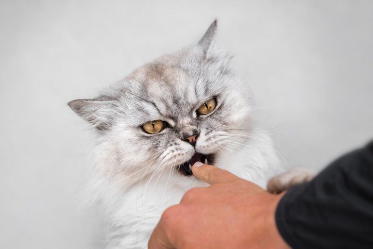 Syndrome du tigre chez le chat : questions réponses