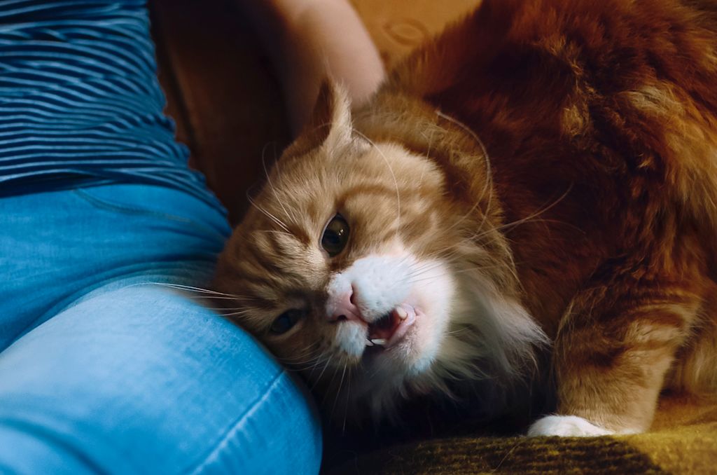 chat roux agressif
