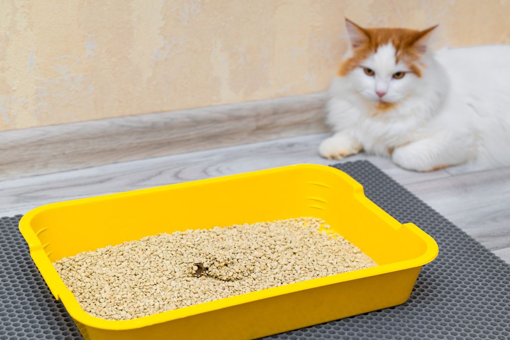 Chat qui observe sa liti&egrave;re