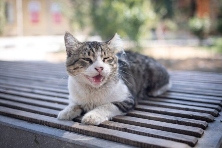 Pourquoi mon chat respire vite et que faire ?