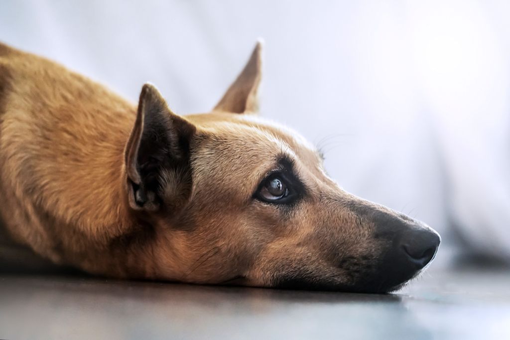 chien triste