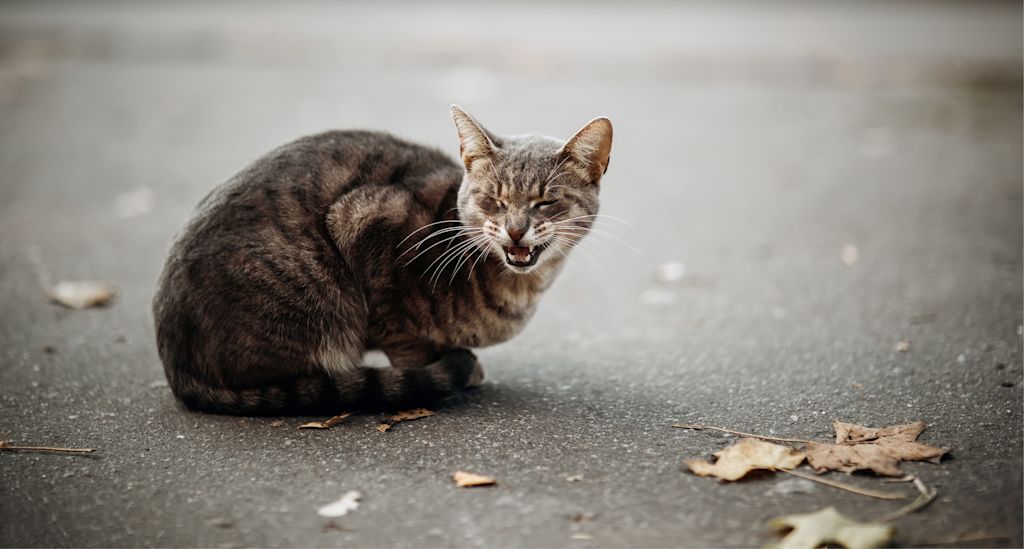 chat qui souffre