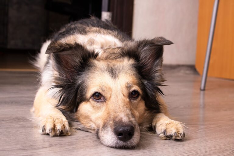 Mon chien s&rsquo;ennuie : que faire ?