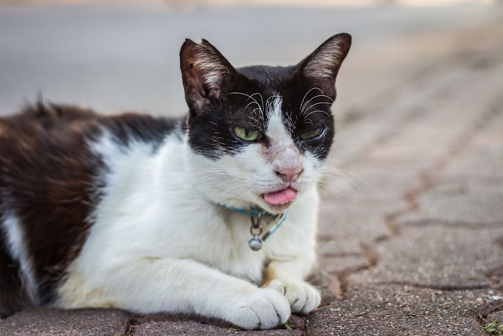 chat qui va mal