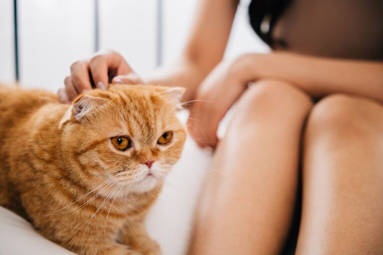 Hyperattachement chez le chat : pourquoi mon chat ne me quitte jamais ?