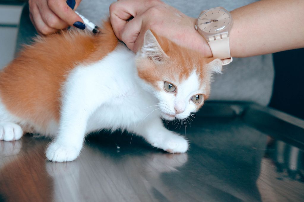 chaton malade