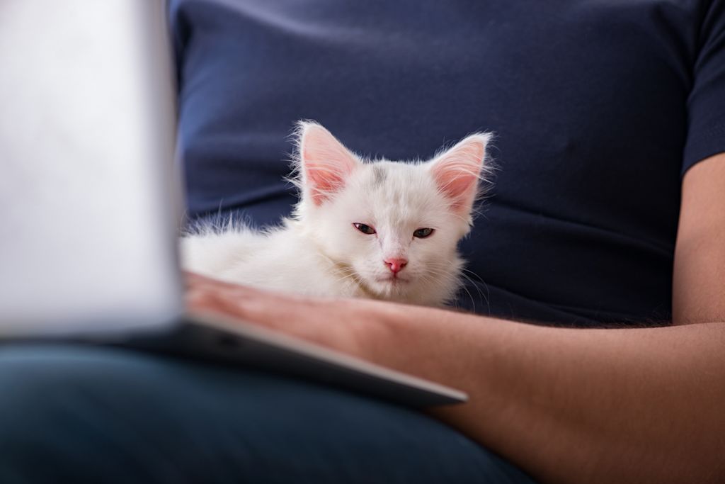 chaton dans les bras de son maitre