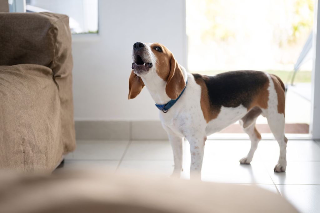 chien beagle qui s ennuie