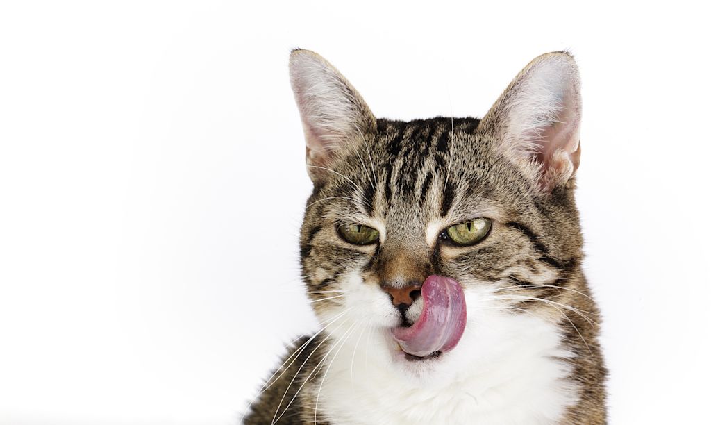 Chat qui se l&egrave;che les babines