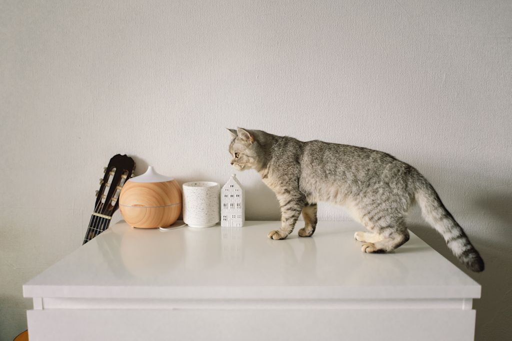 Chat qui sent des huiles essentielles