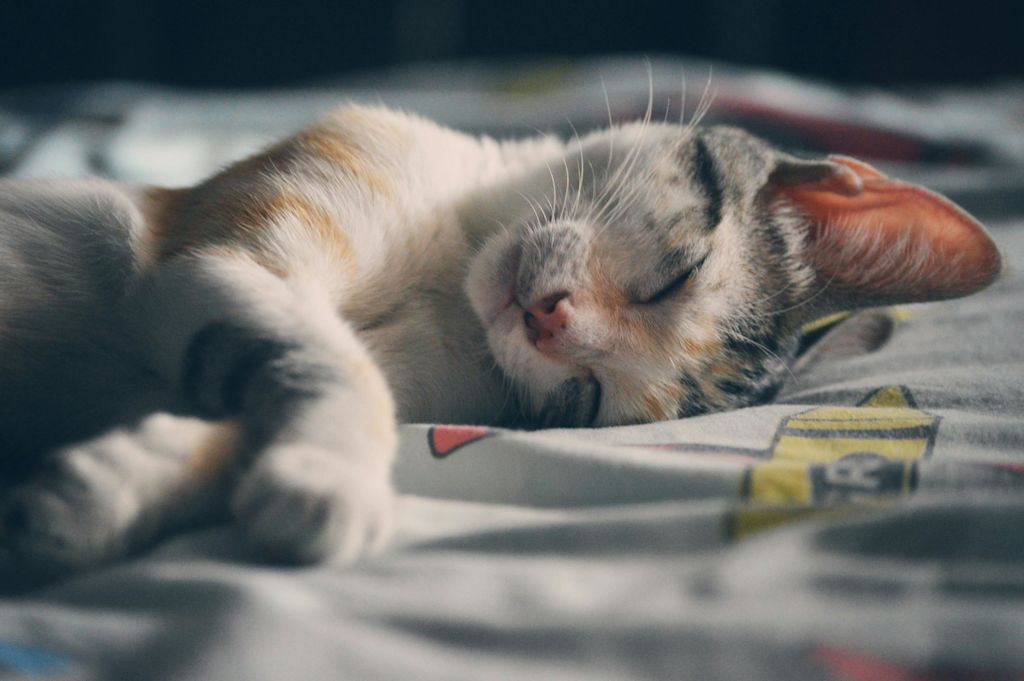 Chat qui dort en int&eacute;rieur