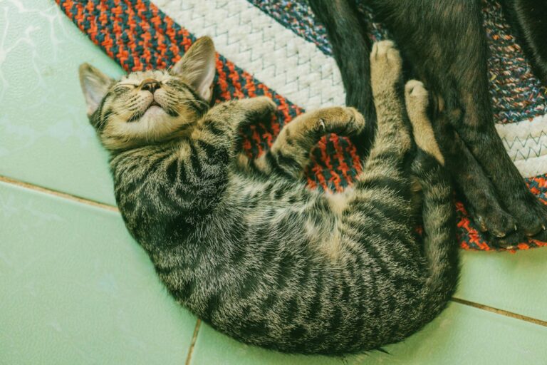 Chat qui ronfle : causes et solutions ?