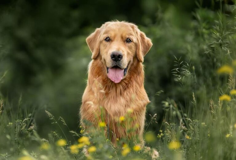 Révolution dans le classement canin : le Golden Retriever détrône le Berger Australien
