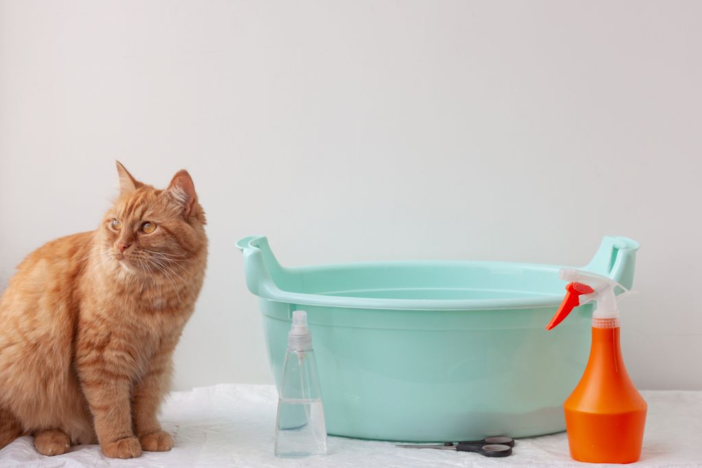 Chat assis pr&egrave;s de produits de nettoyage