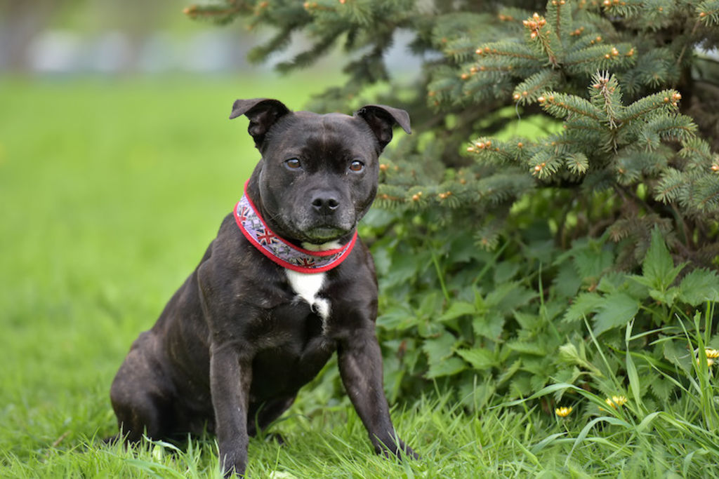 staffie_chien_prefere_des_francais.
