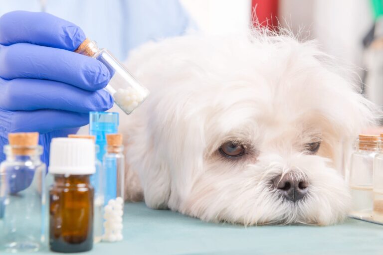 Les huiles essentielles pour soigner un chien