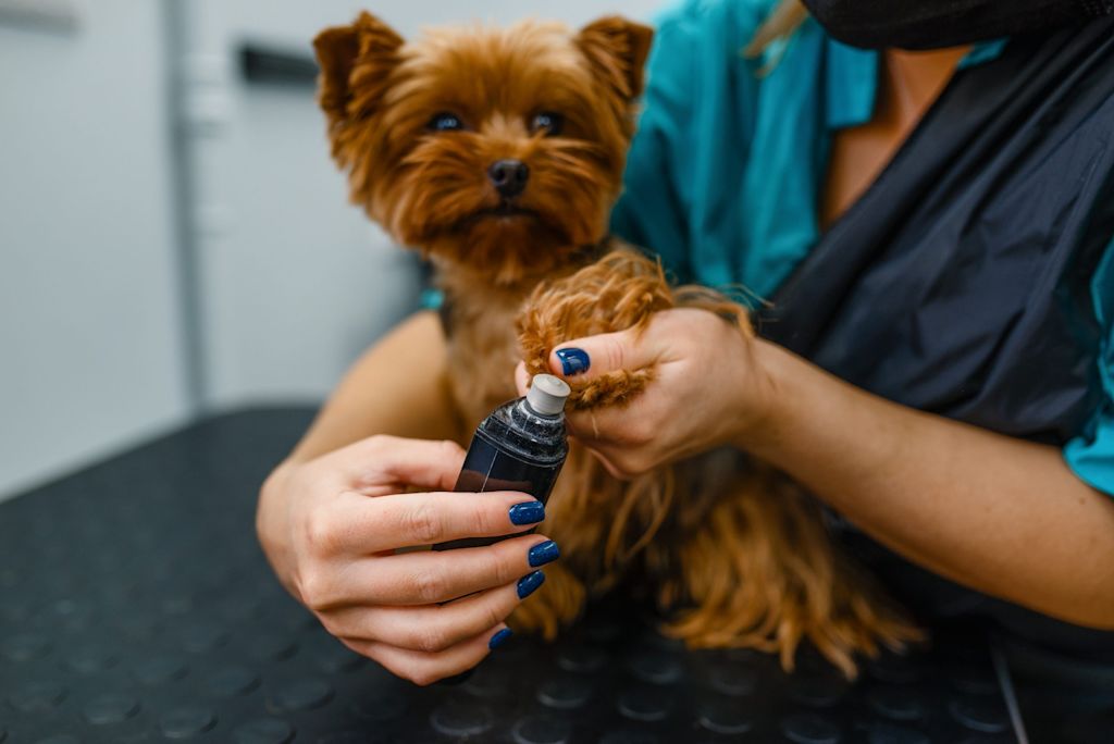 Petit chien soigné
