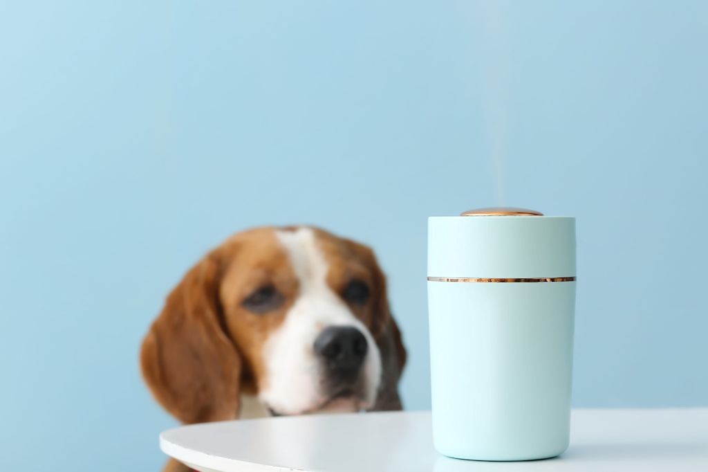 Beagle près d'un diffuseur
