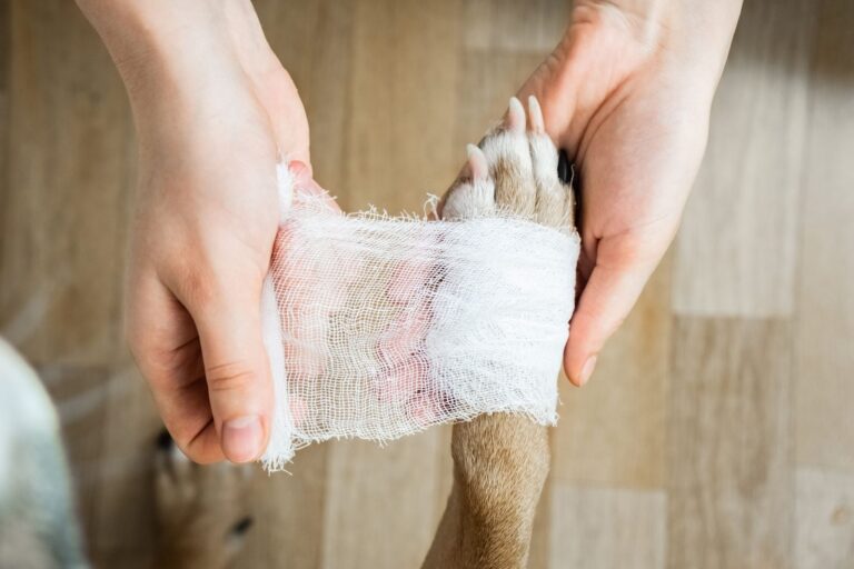 Traitement d&rsquo;une entorse chez le chien