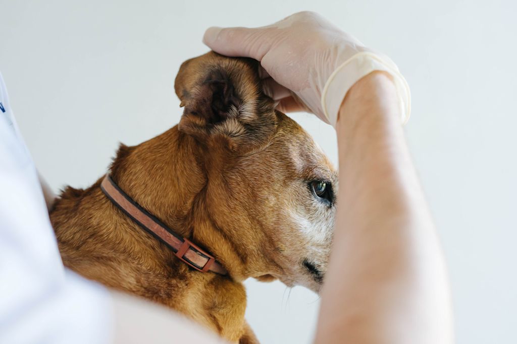 chien croise veterinaire
