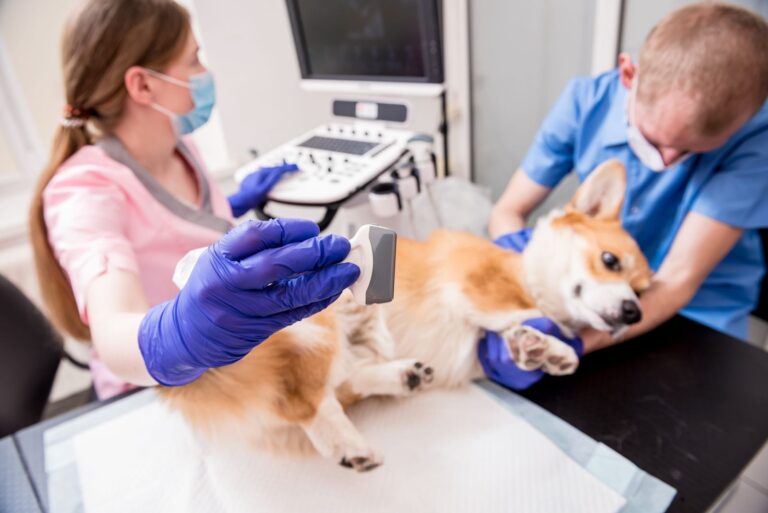 Prix et intérêts de l&rsquo;échographie chez le chien