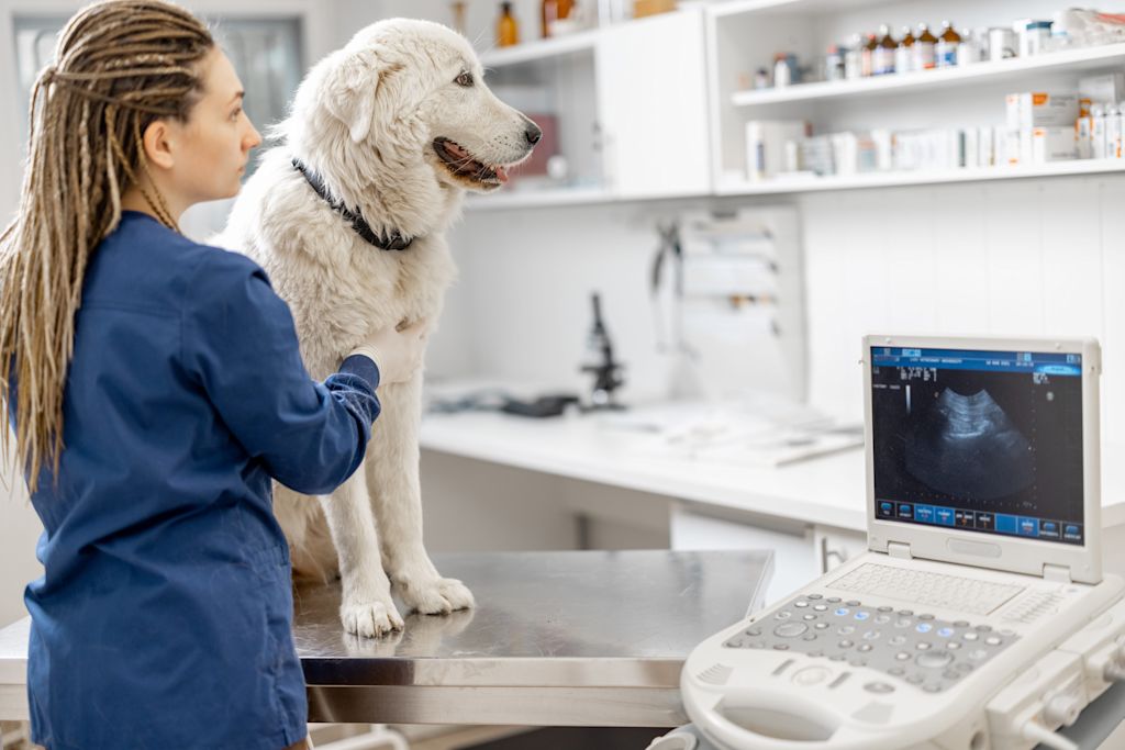 echographie chien blanc