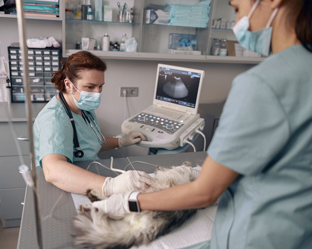 echographie chien corgi