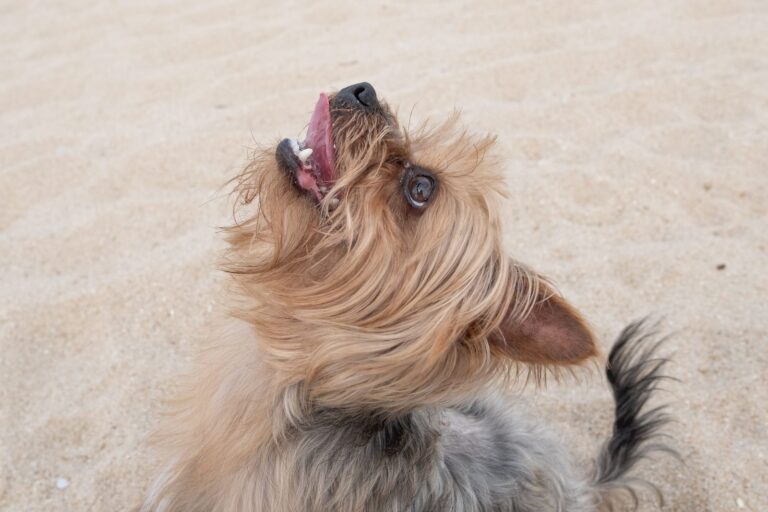 Reconnaître et soigner la bronchite du chien