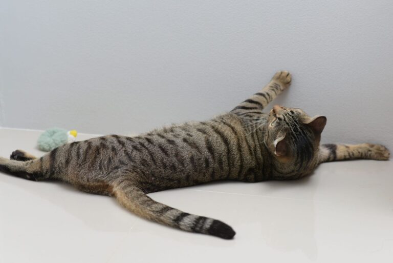 Traitement de l&rsquo;entorse chez le chat