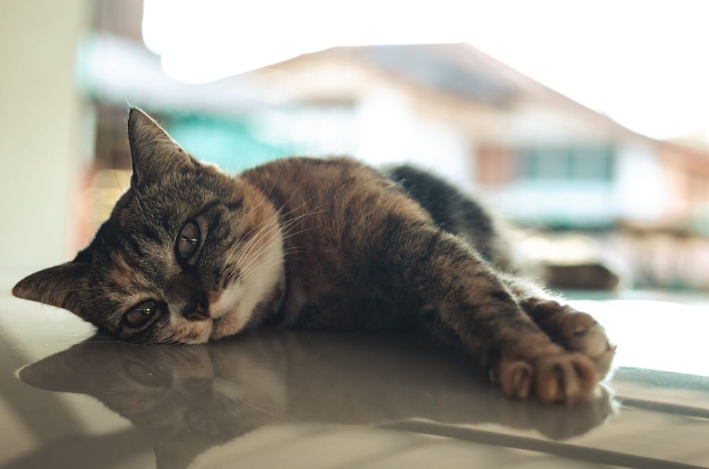chat tigre allonge