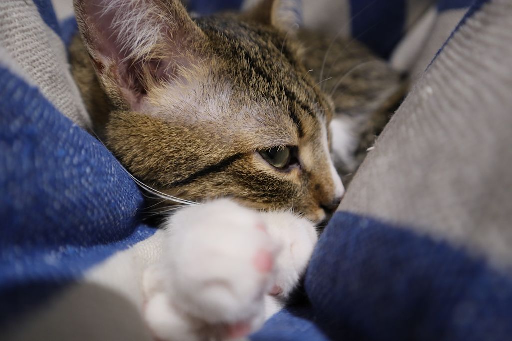 chat malade 