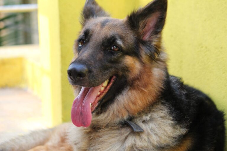 Causes des fistules périanales chez le chien