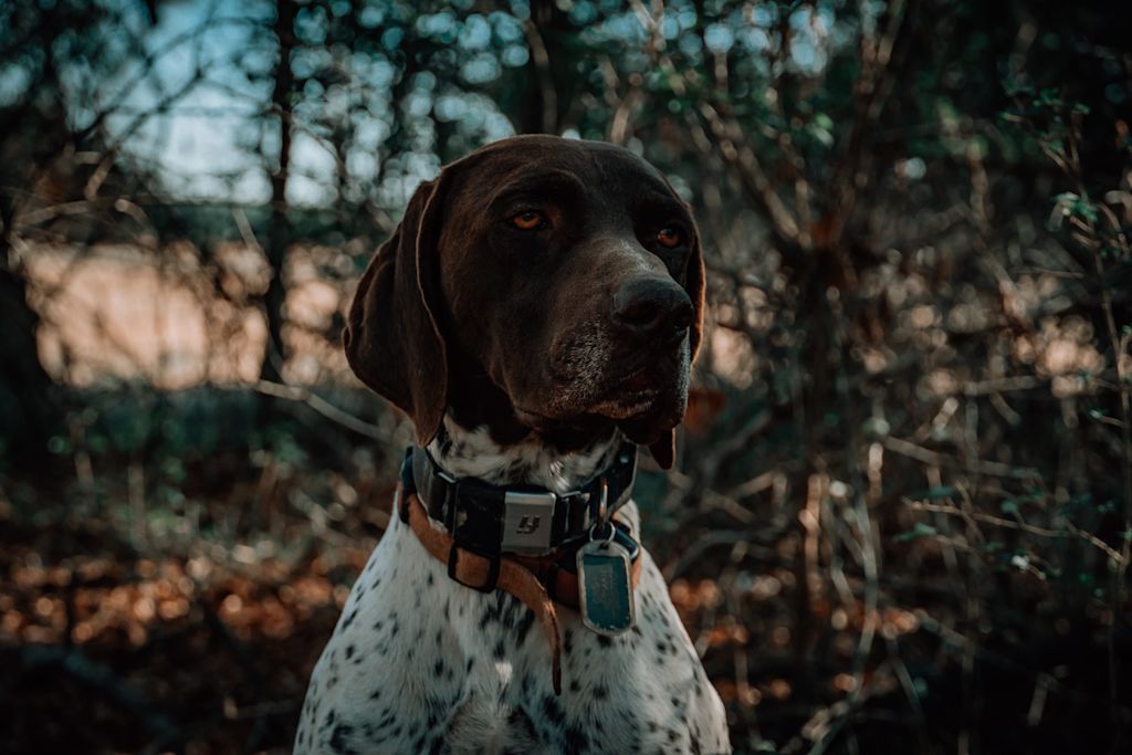chien chasse