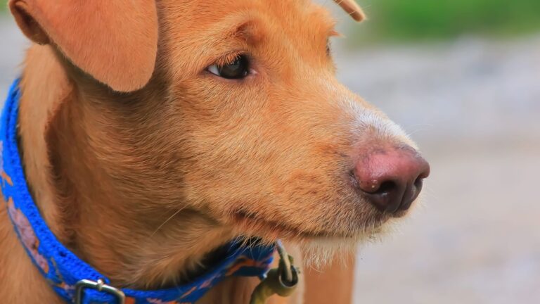 Traitement de la giardiose chez le chien