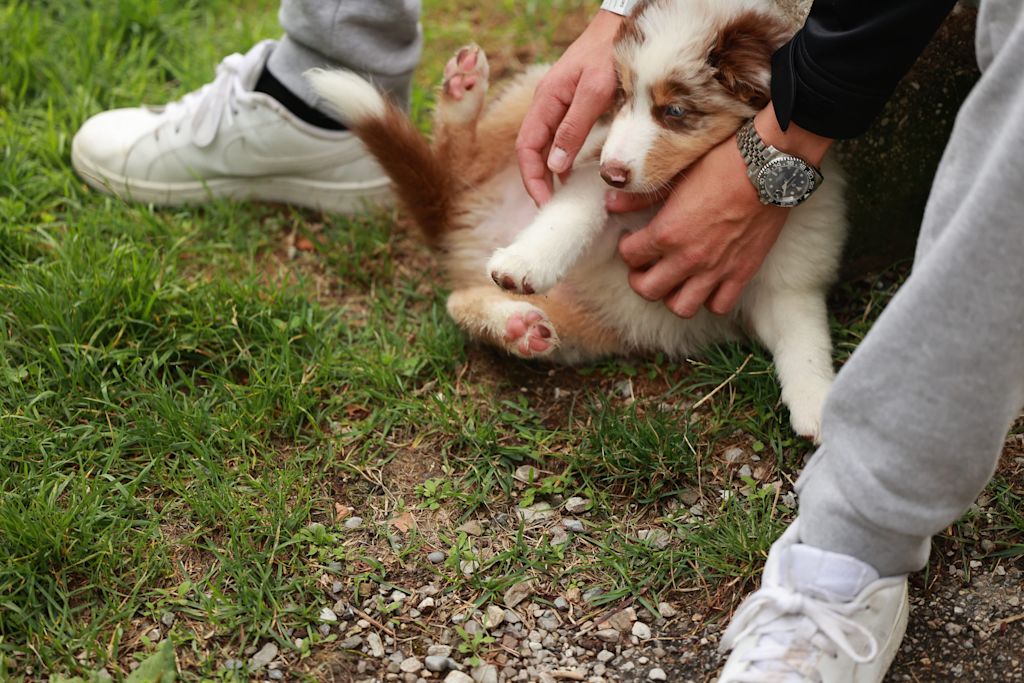chiot berger australien herbe